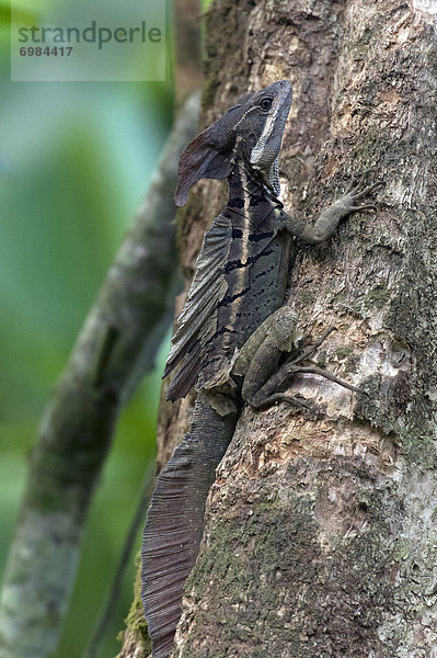 Streifenbasilisk (Basiliscus vittatus)  Sierpe  Provinz Puntarenas  Costa Rica  Zentralamerika