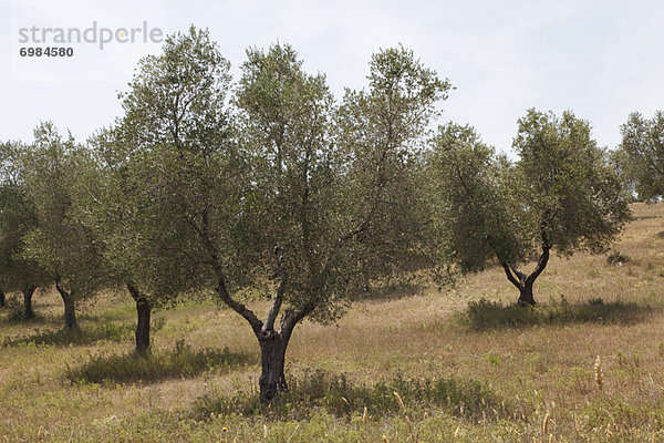 Olivenhain  Italien  Maremma  Toskana