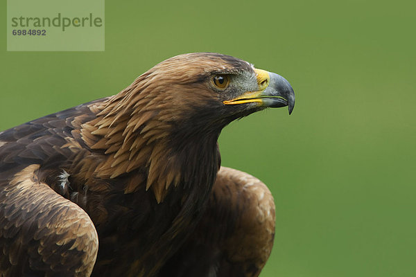 Steinadler Aquila chrysaetos