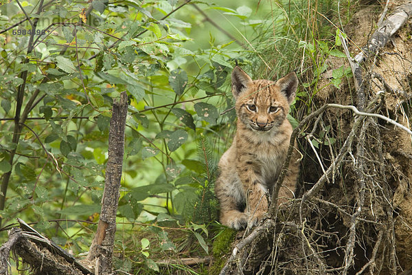 Eurasien  Kätzchen  Katze  Luchs  lynx lynx