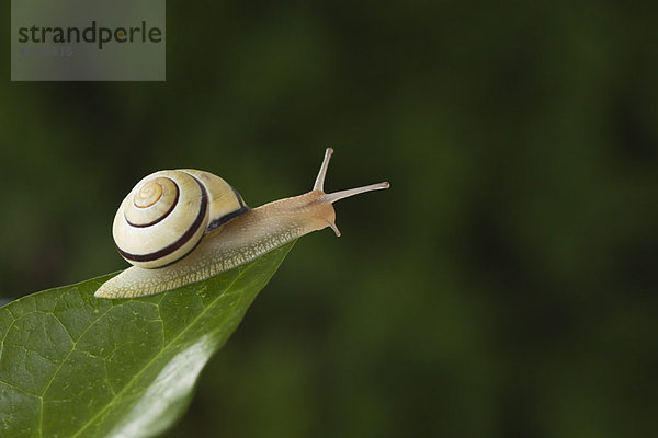 Brown-lipped Snail