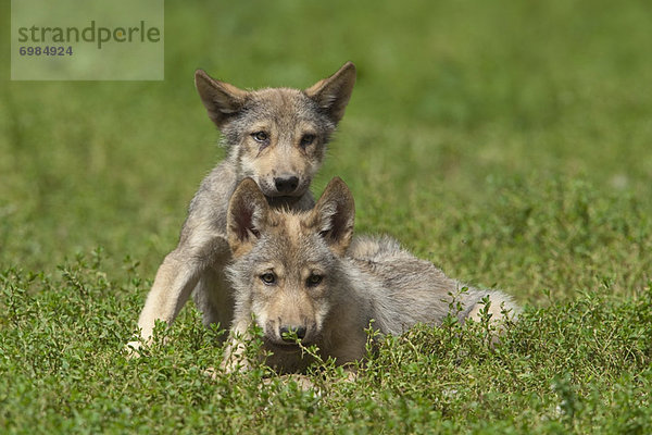 Wolf Pups