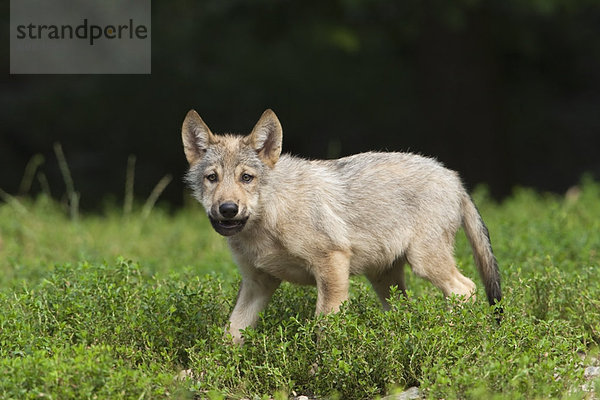 Wolf Pup