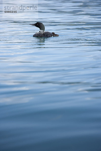 Seetaucher  See  Jungvogel  Maligne Lake  Jasper Nationalpark  Mutter - Mensch  Alberta  Kanada