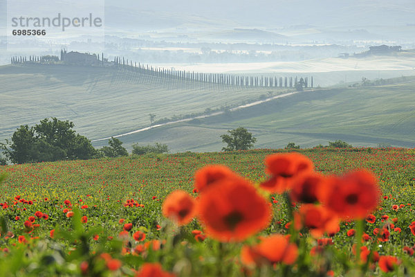 Mohn  Italien  Toskana