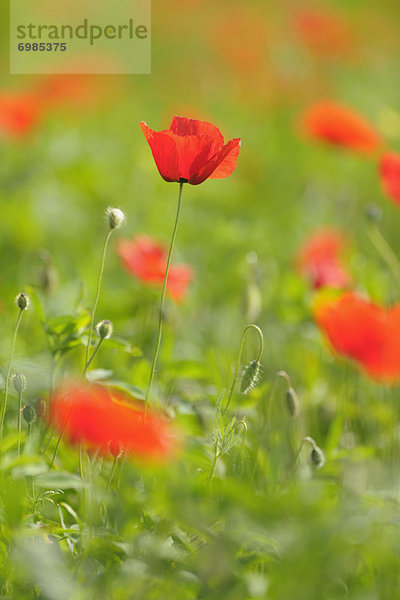 Mohn  Italien  Toskana