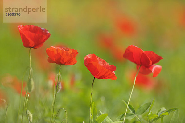 Mohn  Italien  Toskana