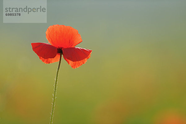 Italien  Mohn  Toskana