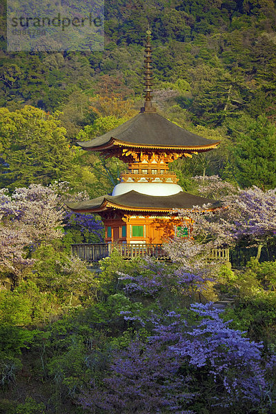 Sonnenuntergang  Kirsche  blühen  Japan  Pagode