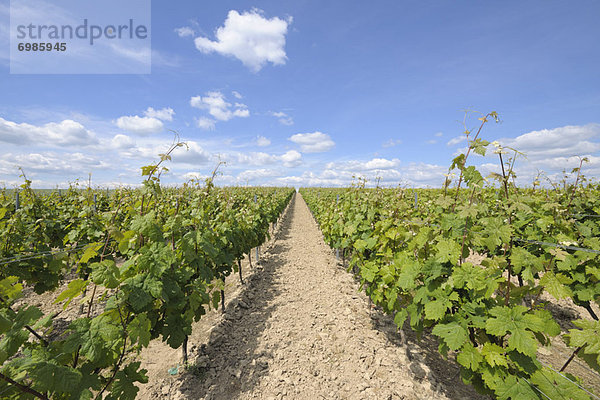 Deutschland  Rheinland-Pfalz  Weinberg