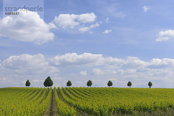 Deutschland  Rheinland-Pfalz  Weinberg