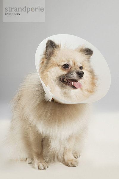 kegelförmig  Kegel  Portrait  Hund  Kleidung  Schutz