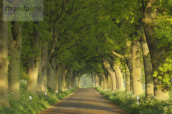 Fernverkehrsstraße  Mecklenburg-Vorpommern  Deutschland