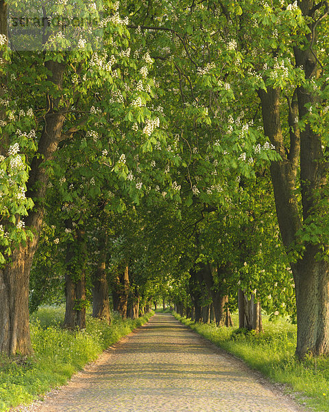 Fernverkehrsstraße  Mecklenburg-Vorpommern  Deutschland