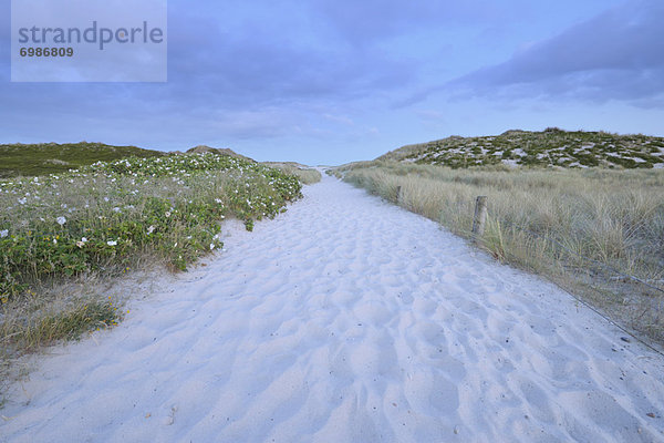 Deutschland  Hörnum  Nordfriesische Inseln  Schleswig-Holstein  Sylt