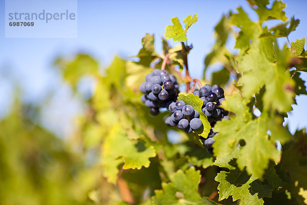 hoch  oben  nahe  Frankreich  Weintraube  Gironde  Weinberg