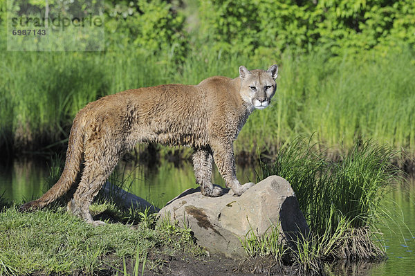Vereinigte Staaten von Amerika  USA  Puma  Felis concolor  Berglöwe  Minnesota