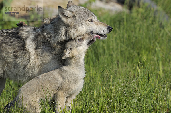 Vereinigte Staaten von Amerika USA Grauwolf Canis lupus pambasileus lecken Welpe Mutter - Mensch Minnesota