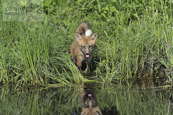 Vereinigte Staaten von Amerika  USA  Wasser  amerikanisch  rot  Welpe  Fuchs  Minnesota