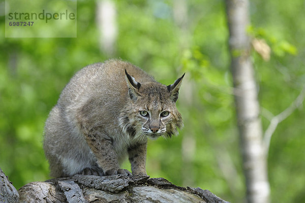 Vereinigte Staaten von Amerika  USA  Rotluchs  Lynx rufus  Minnesota