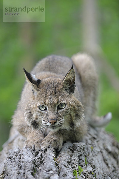 Vereinigte Staaten von Amerika  USA  Rotluchs  Lynx rufus  Minnesota