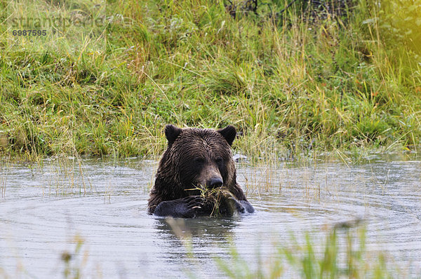 Vereinigte Staaten von Amerika  USA  Grizzlybär  ursus horibilis  Grizzly  Kenai-Fjords-Nationalpark  Alaska