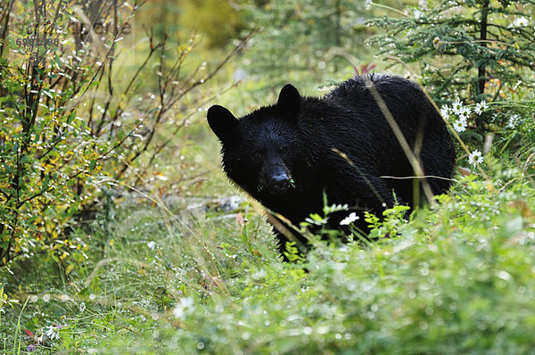 Schwarzbär  Ursus americanus  Jasper Nationalpark  Alberta  Kanada