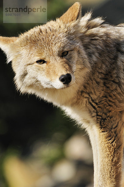 Kojote  Canis latrans  Jasper Nationalpark  Alberta  Kanada