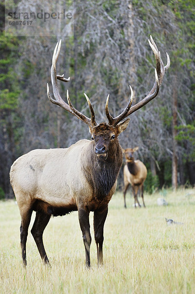 Elch  Alces alces  Jasper Nationalpark  Alberta  Kanada