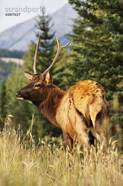 Elch  Alces alces  Jasper Nationalpark  Alberta  Kanada