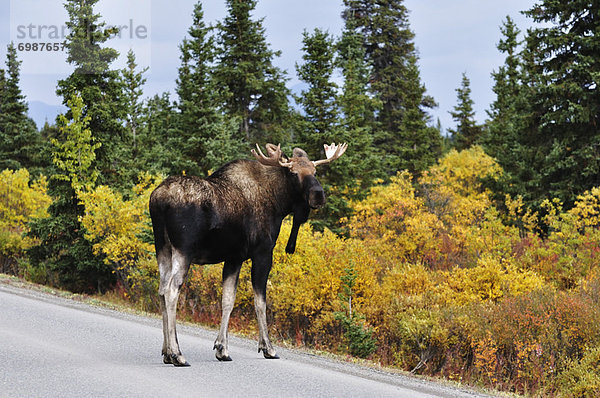 Vereinigte Staaten von Amerika  USA  Denali Nationalpark  Alaska