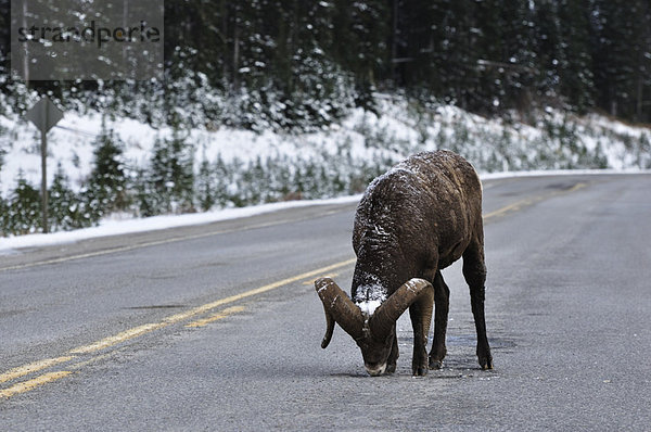 Schaf  Ovis aries  Fernverkehrsstraße  lecken  Alberta  Kanada  Kananaskis Country  Speisesalz  Salz