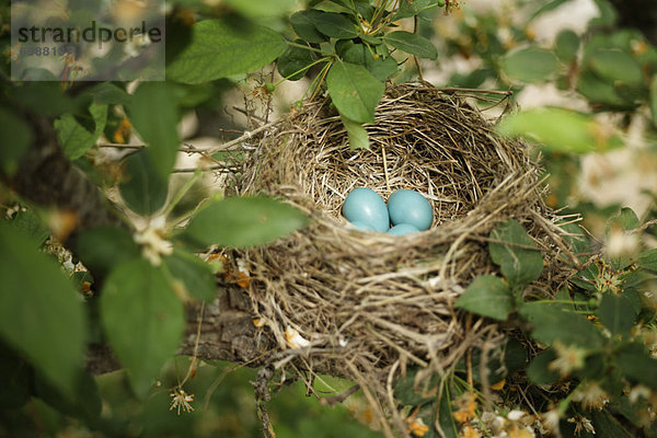 Robins Nest