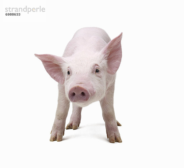 Portrait  Schwein