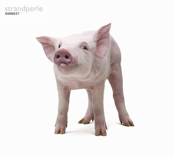 Portrait  Schwein