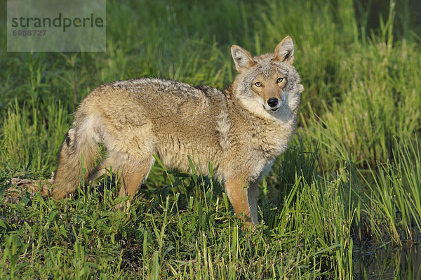 Vereinigte Staaten von Amerika  USA  Kojote  Canis latrans  Minnesota