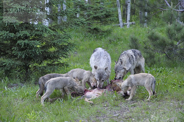 Vereinigte Staaten von Amerika USA Wolf Canis lupus Holz füttern Minnesota Beutetier Beute