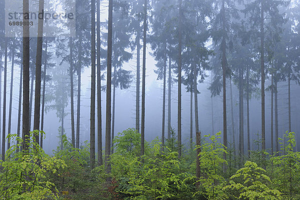Wald  Deutschland  Hessen