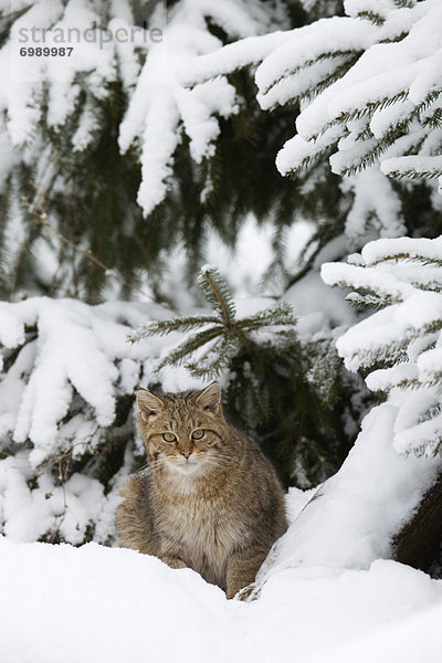 Wildkatze  Felis silvestris  Portrait  europäisch