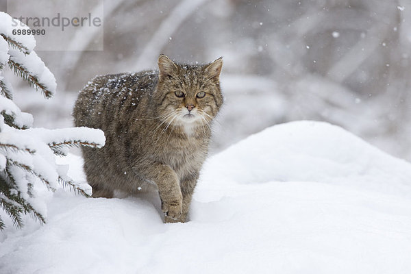 Wildkatze  Felis silvestris  Portrait  europäisch