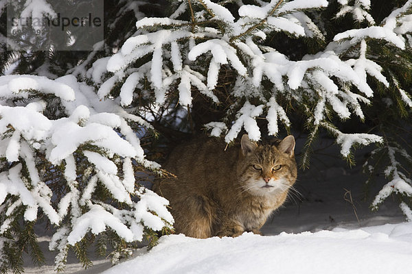 Wildkatze  Felis silvestris  Portrait  europäisch