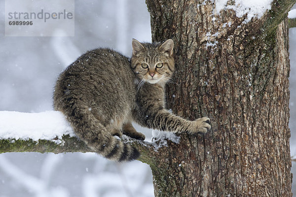 Wildkatze  Felis silvestris  Portrait  europäisch