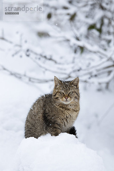 Wildkatze  Felis silvestris  Portrait  europäisch  jung