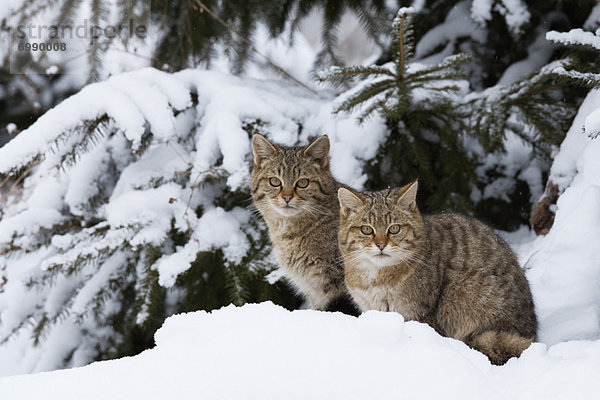 Portrait  europäisch  Raubkatze