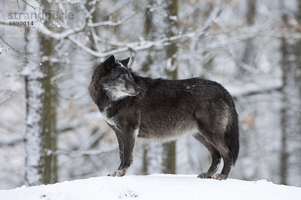 Wolf Canis lupus Portrait Holz