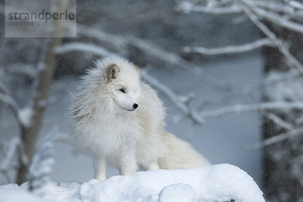 Polarfuchs