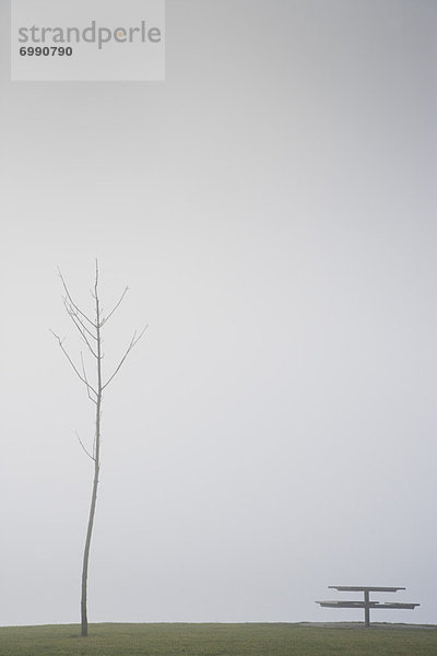 Picknick  Baum  Nebel  Tisch