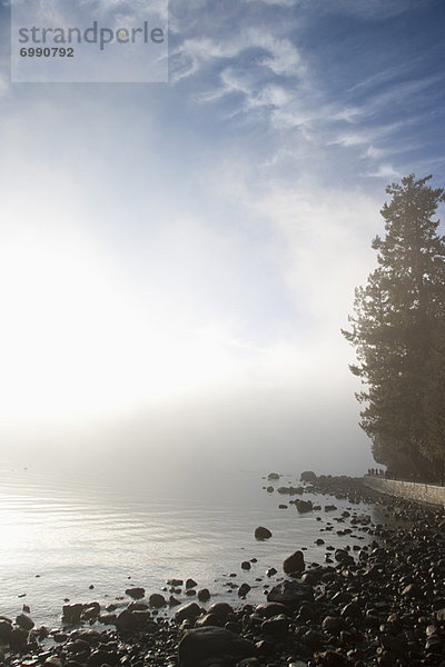 Baum  Küste  Nebel
