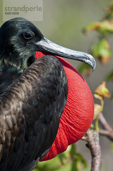 Galapagosinseln  Genovesa Island