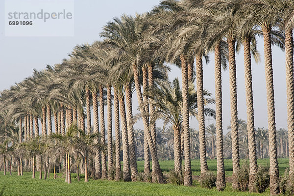Palme  Ägypten